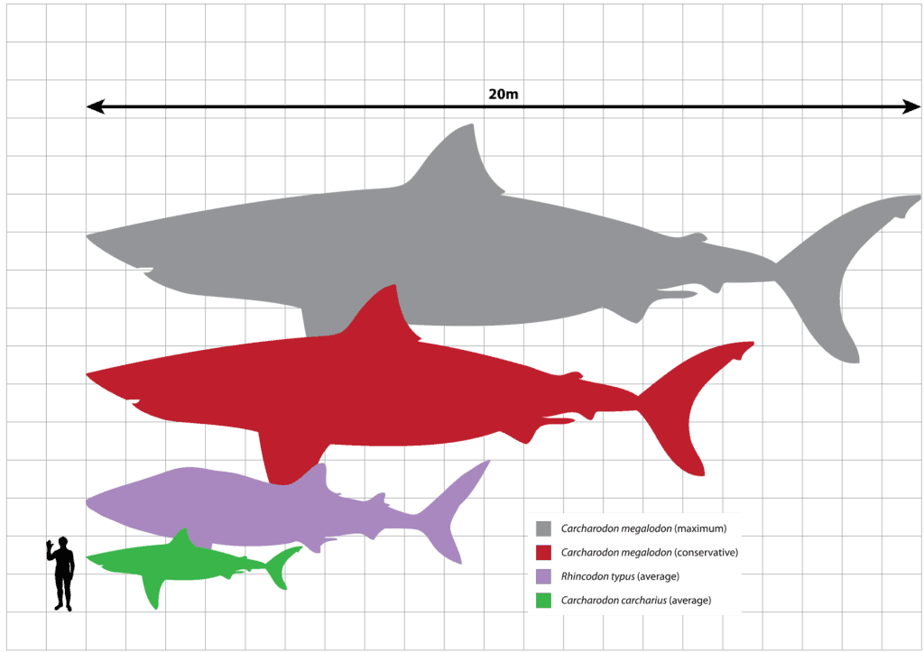 megalodon