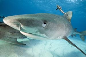 shark eyes