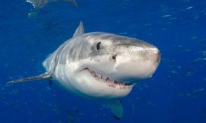 shark week